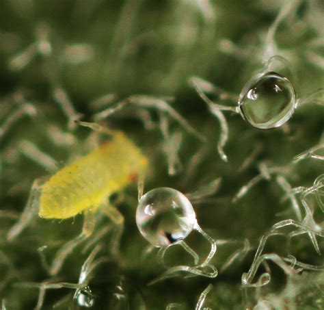 All of Nature: Aphids Making Gallons of Honeydew