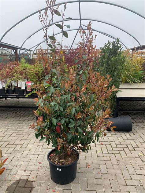 Photinia Red robin - Large Specimen