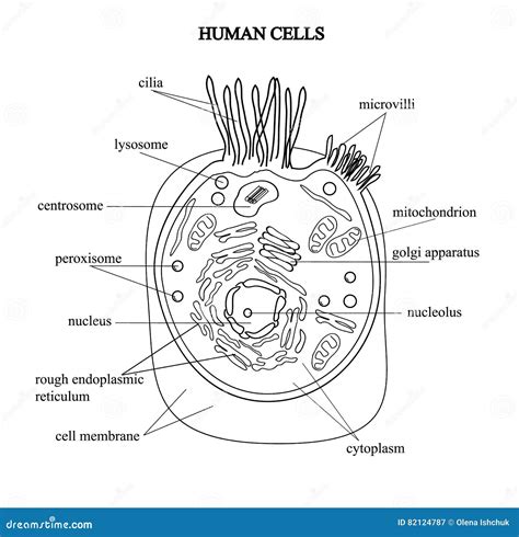 The Structure of the Human Cells in a Graphic Image, Cell Components on ...