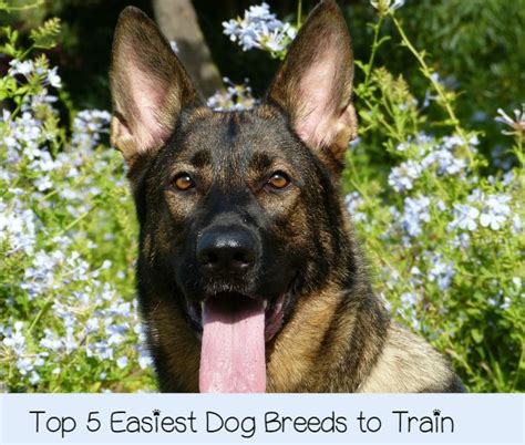 What are the Top 5 Easiest Dogs to Train?- DogVills