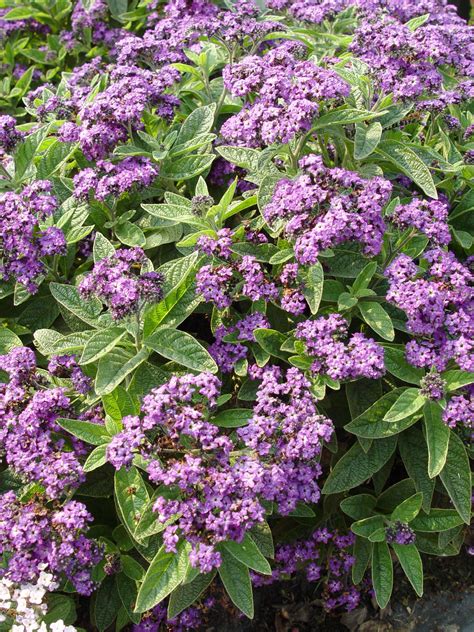 Heliotrope | Garden Housecalls