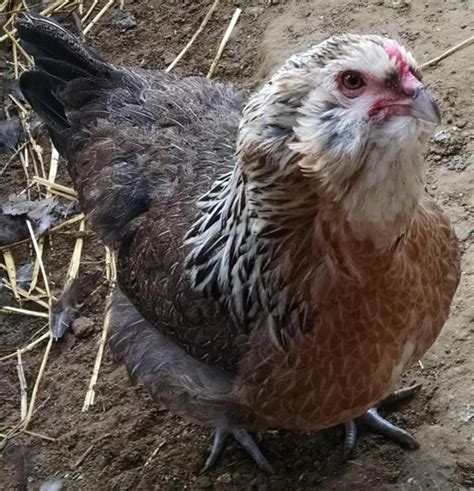 All About Ameraucana Chickens - Backyard Poultry | Chickens backyard ...