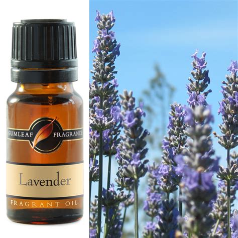 Tinh dầu thơm hương Lavender (Hoa Oải Hương) - Lavender Fragrance Oil ...