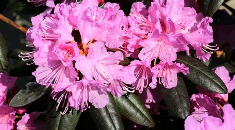 21 Different Types of Rhododendron To Plant This Season