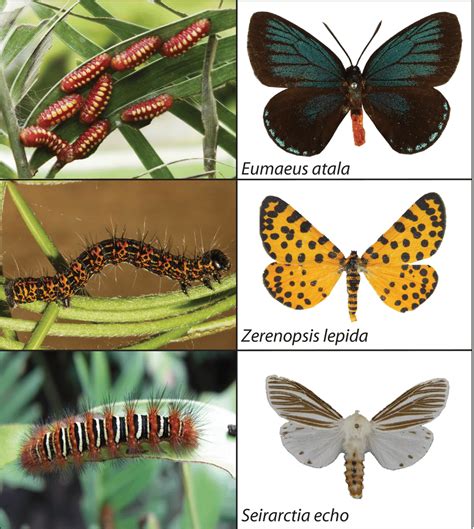 Examples of aposematism among cycadivorous Lepidoptera. Image credits ...