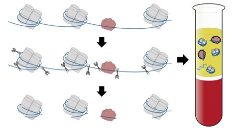 New Blood Test May Expand Scope of Liquid Biopsies - Medical Design and Outsourcing