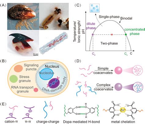 Bio‐inspired functional coacervates - Chen - 2022 - Aggregate - Wiley Online Library