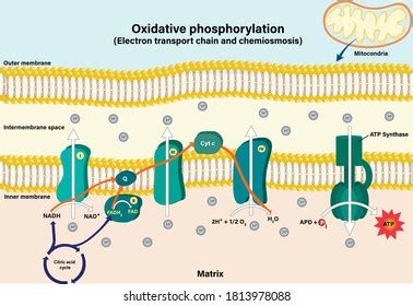 Electron Transport Chain Couples Chemiosmosis Atp Stock Vector (Royalty Free) 1813978088 ...