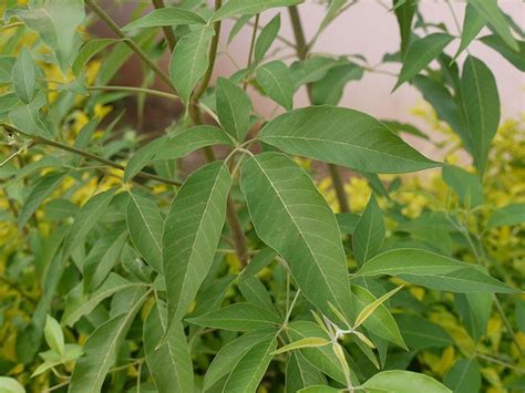 Buy Vitex negundo, veli nochi, vennochi, vellai nochi, lekki-Live plant online shopping for sale