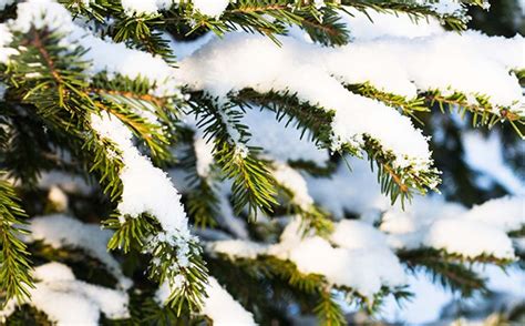 5 Ways to Protect Your Evergreen Trees and Bushes From Winter Damage