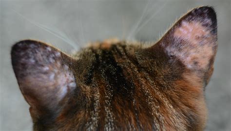 Many Bumps Appear On My Cat's Ears After Going Outside | TheCatSite