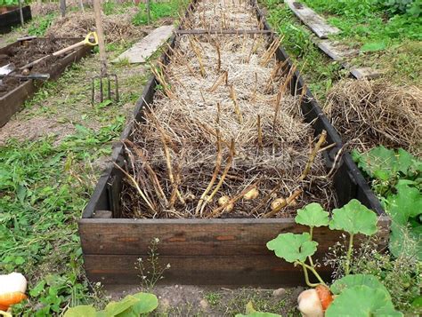 How To Grow Potatoes Under Straw - Best Landscape Ideas