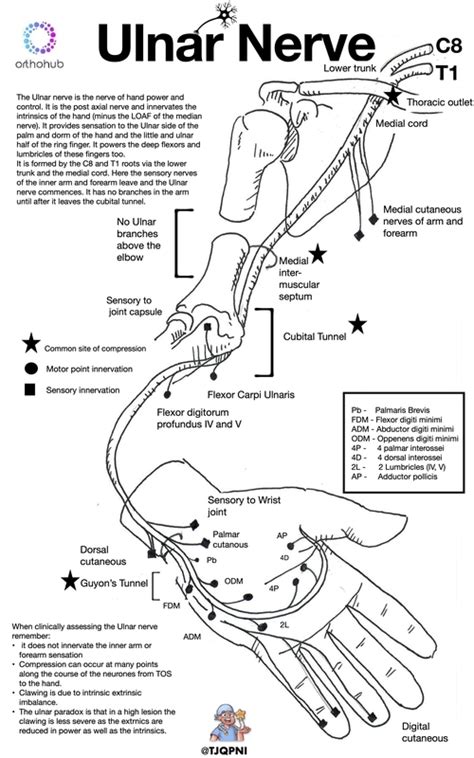 How to examine the ulnar nerve with Tom Quick - Orthohub