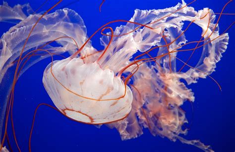 Monterey Bay Aquarium: Photo