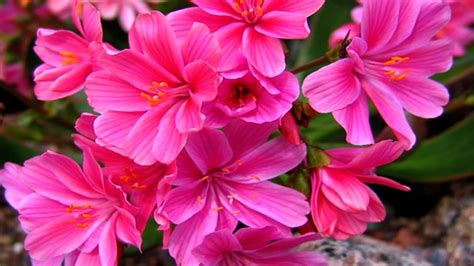 Beautiful Lewisia flowers (HD1080p) - YouTube