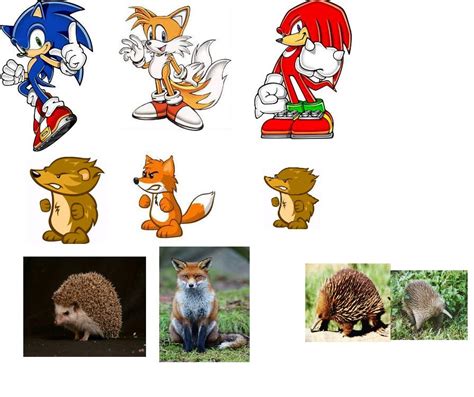 Image - Hedgehog Fox Echidna.jpg - Wild Ones Wiki