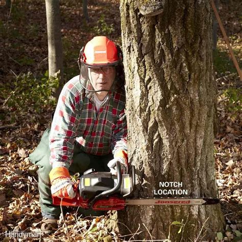 How to Cut Down a Tree Safely | Family Handyman