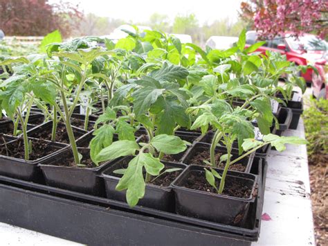 Tips for Hardening off Tomato and Pepper Seedlings - Tomato Headquarters