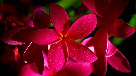 Bright Pink Flowers wallpaper | 1920x1080 | #66317