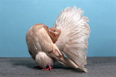 Grand National Pigeon Show champions | Pigeon breeds, Pigeon pictures, Pigeon