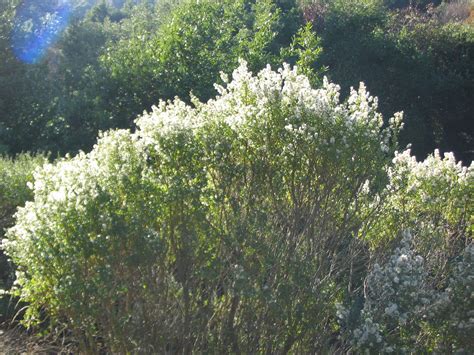 Coyote Brush Chaparral