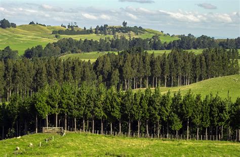 Jonathan Barran Photograher Rotorua - Farm Forestry