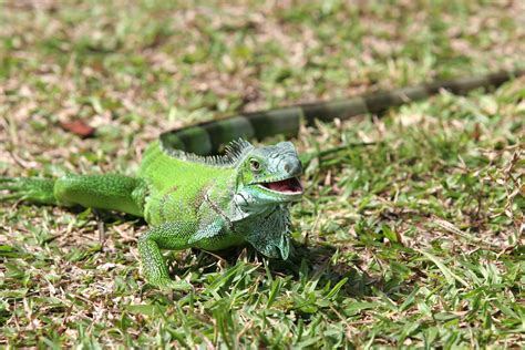 Zach and Apollo the iguana: Types of iguanas