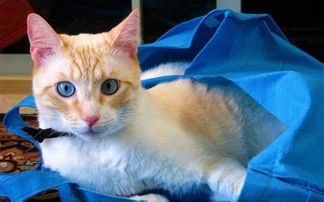 Sisyrinchium (Ojos Azules) cat breed description, the characteristics, appearance, history ...