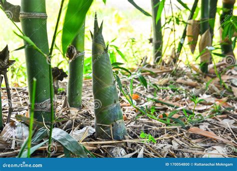 Bamboo Shoot or Bamboo Sprout Come Out and Growing from the Ground Stock Photo - Image of ...