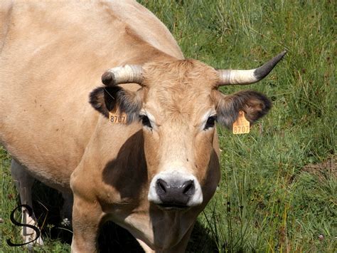 Aubrac cattle by Scalenbee on DeviantArt