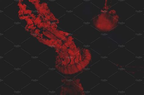 Blood red jellyfish containing blood, red, and jellyfish | Nature Stock Photos ~ Creative Market