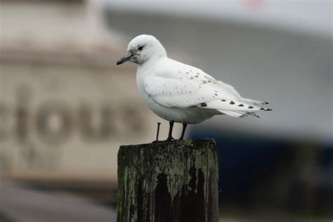 Ivory Gull | Audubon Field Guide