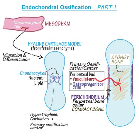 Histology Glossary: Endochondral Ossification | ditki medical & biological sciences