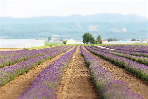 Furano: the city of lavender | Hokkaido Treasure | Hokkaido Treasure Island Travel Inc.