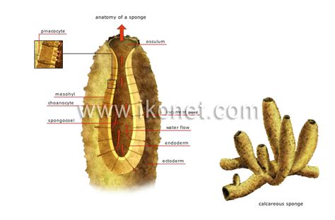 animal kingdom > simple organisms and echinoderms > sponge image - Visual Dictionary