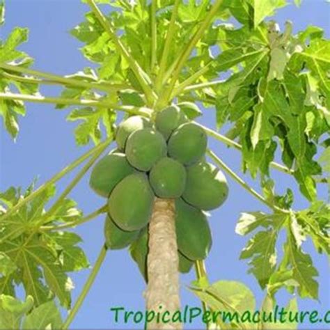 Appearance of C. Papaya | Download Scientific Diagram