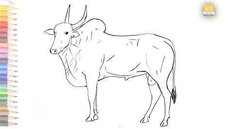 Khillari Bull outline drawing / How to draw A Khillari cattle drawing step by step / #artjanag ...