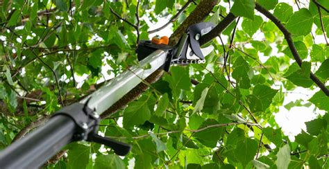 4 Best Telescopic Tree Pruners UK (2021 Review)