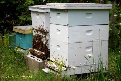 Pen & Hive: 10 Things You Need to Start Keeping Bees