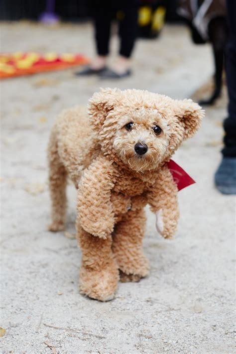 The 40+ Best Dog Costumes EVER | Bear costume, Button eyes and Teddy bear