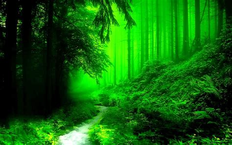 Dark Green Forest Wallpapers - Top Free Dark Green Forest Backgrounds - WallpaperAccess