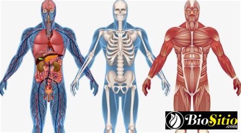 Anatomía sistemática, Definición, Origen, Avances, Para Que Sirve y Mas