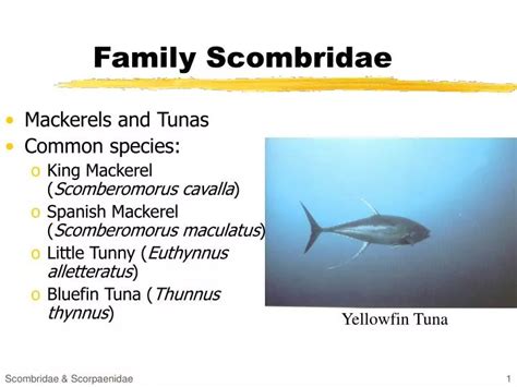 PPT - Family Scombridae PowerPoint Presentation, free download - ID:3101838