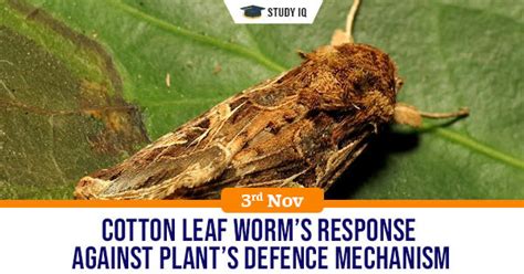 GK Topic, Cotton leaf worm’s response against plant’s defence