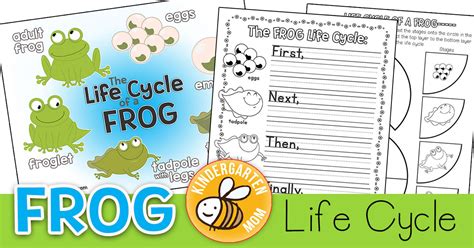 Life Cycle of a Frog Worksheets - Superstar Worksheets