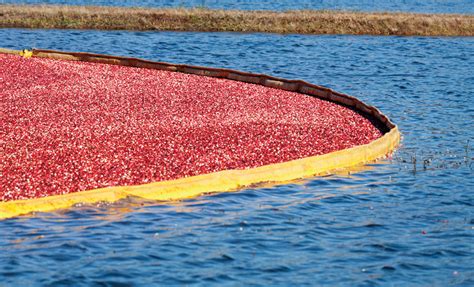 Wisconsin cranberries – News from Cooperative Extension