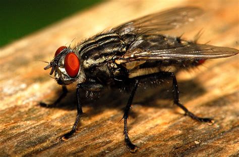 Those big RED EYES!!! | A fly with huge eyes that was hangin… | Flickr