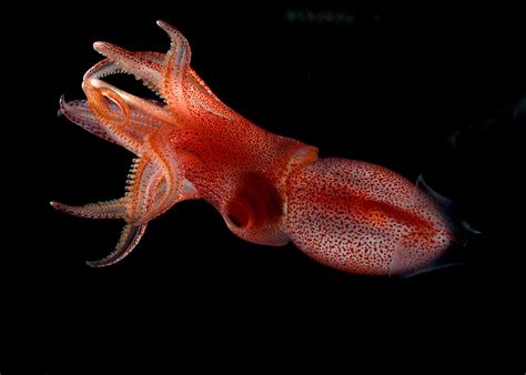 Multimedia Gallery - Cockeyed squid (Histioteuthis heteropsis) | NSF ...