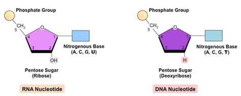 Biology Topic 1: Nucleic acids and Gene expression Flashcards | Quizlet