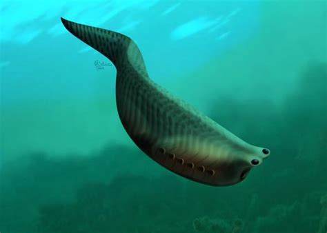 Metaspriggina the oldest ancestor of the sharks today loved about 520 million years ago when ...